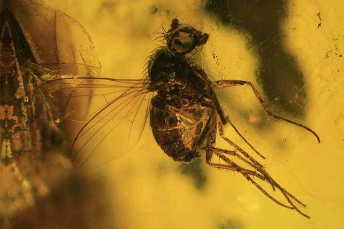 Detailed Fossil Fly (Diptera) In Baltic Amber #90788